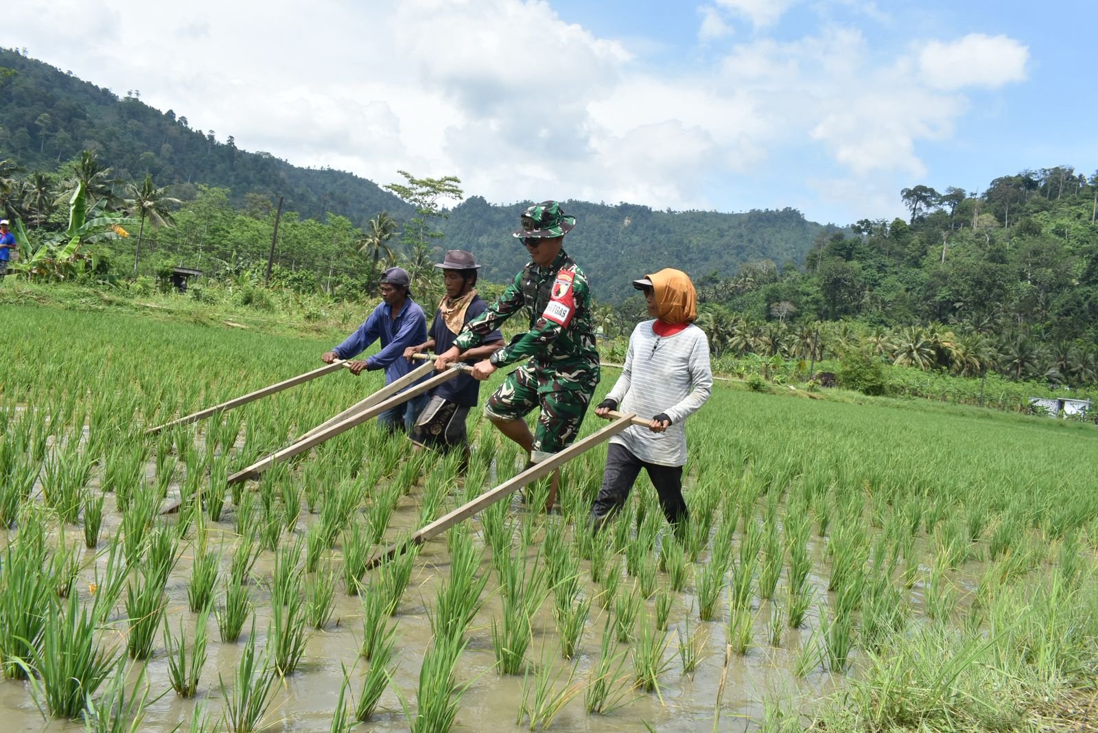 Dansatgas TMMD Ke-126 Kodim 0818/Malang-Batu, Letkol Czi Bayu Nugroho, bersama petani melakukan kegiatan matun pembersihan gulma padi secara tradisional di lahan sawah Desa Lebakharjo Kecamatan Ampelgading Kabupaten Malang