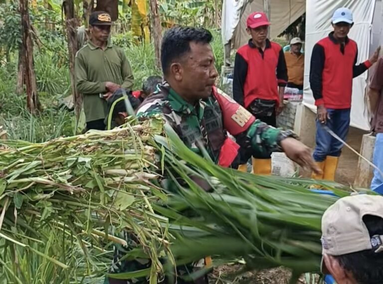 Ampelgading – Sebanyak tiga puluhan peserta bimtek budidaya dan pengolahan pakan ternak terjun praktek membuat pakan ternak dalam suasana TMMD 126 Lebakharjo, Ampelgading, Kabupaten Malang, Jawa Timur