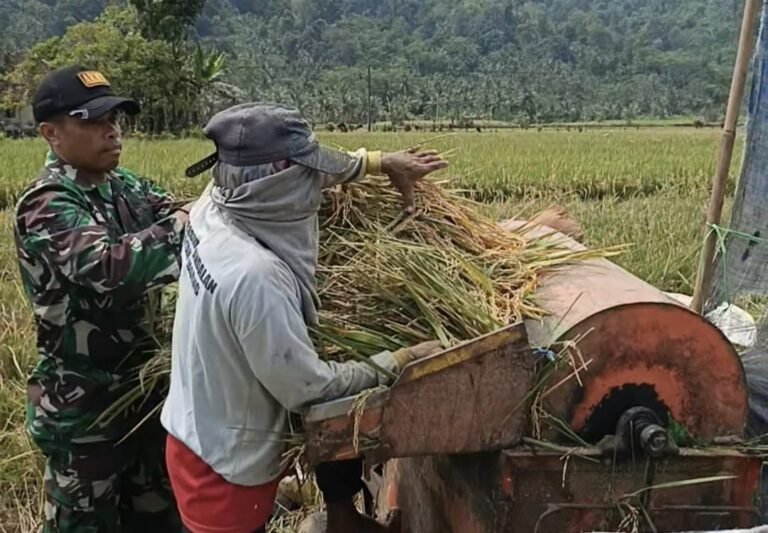 menyatu dengan warga, bahu-membahu membantu proses dores padi (perontokan padi) di hamparan sawah Desa Lebakharjo