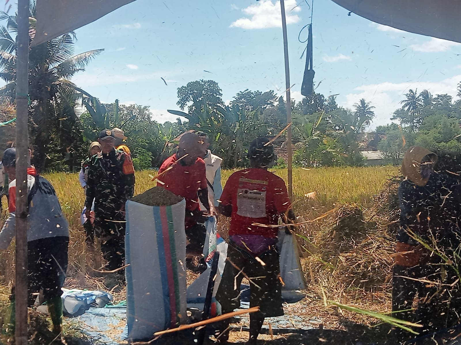 Peran Aktif Babinsa Koramil 0825/02 Giri Dukung Swasembada Pangan Melalui Pendampingan Serapan Gabah Bulog