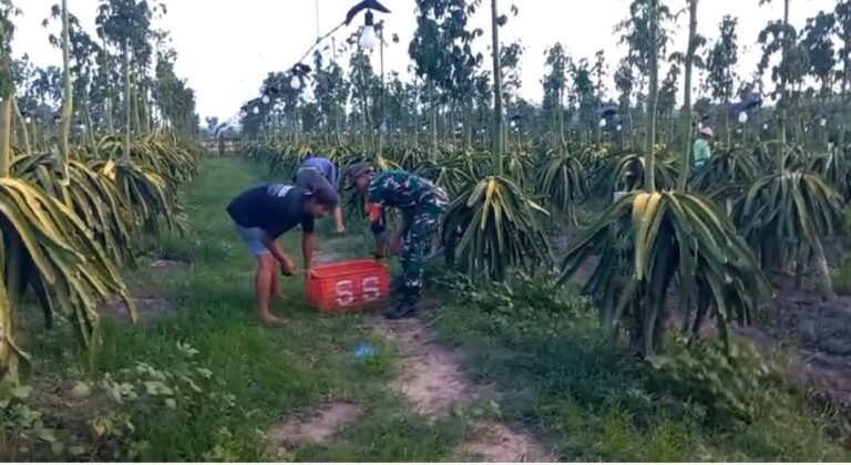 Babinsa turut membantu para petani dalam proses panen buah naga